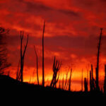 Glamping bajo las estrellas del desierto: guía de los campamentos de lujo más espectaculares en Wirikuta y el Valle de los Cirios