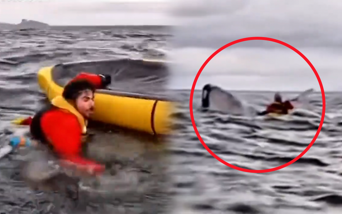 video-momento-exacto-ballena-jorobada-traga-escupe-joven-estrecho-magallanes-chile-13022025