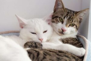 cats-cuddling-1024x683