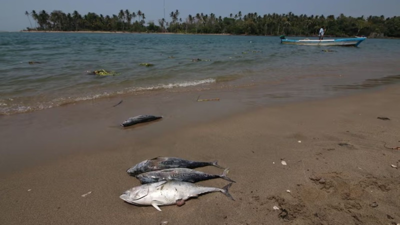 1978466374681a4ff0806c8