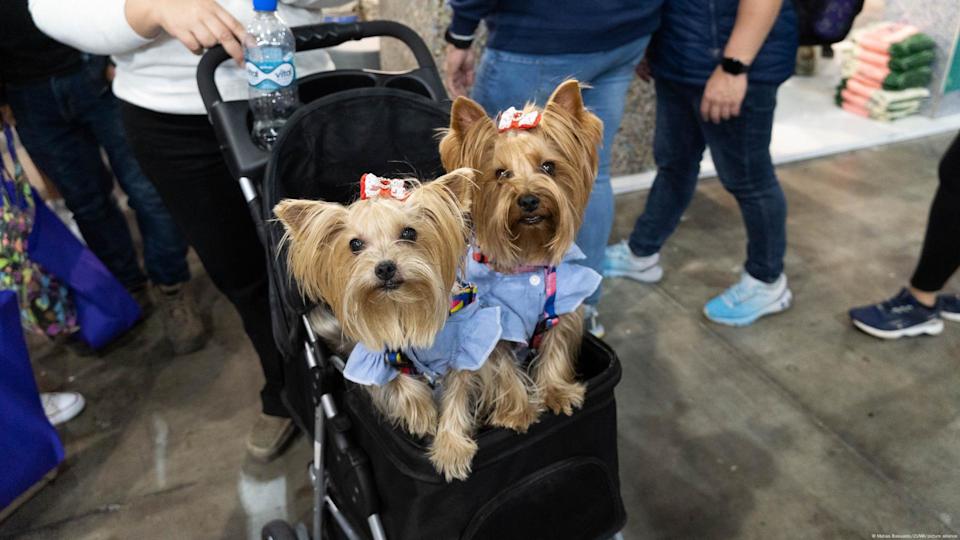 6da77705a2ab08d62328a7ec7ac3c1db