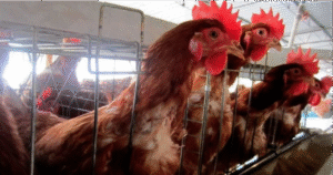 México le cierra la puerta al pollo de Brasil por brote de influenza aviar