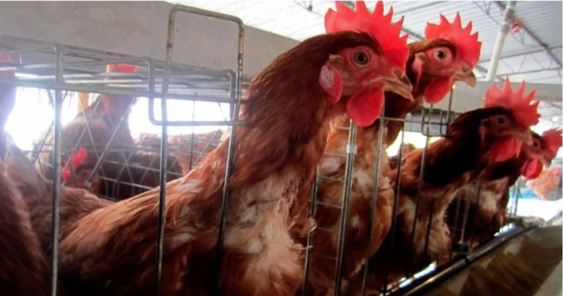 México le cierra la puerta al pollo de Brasil por brote de influenza aviar