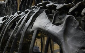 dinosaurio-fosil-especie-14052025