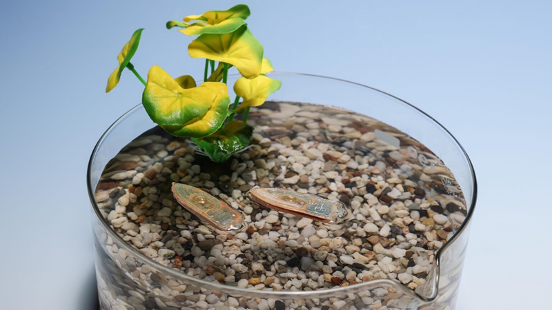 robot-acuatico-comestible-para-peces-1536x864