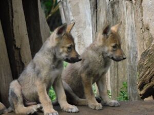 6851aaa8f3129265360123