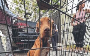 UK5IIJLKD5CC5ALZHCNOLTHDDY