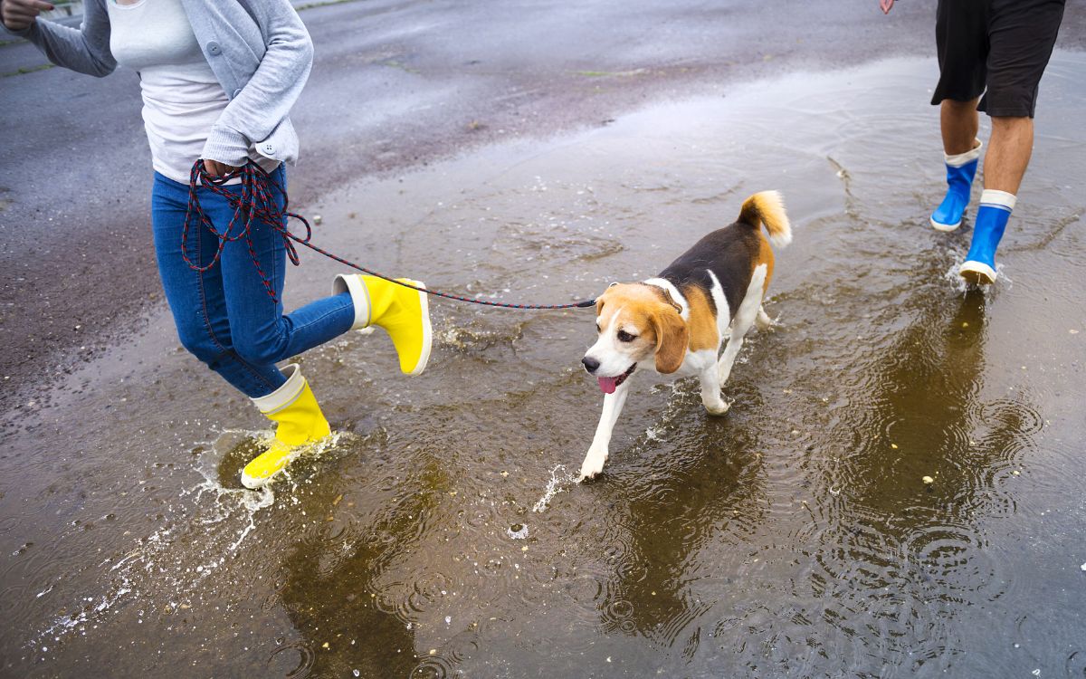 mascotas-lluvia-18062025