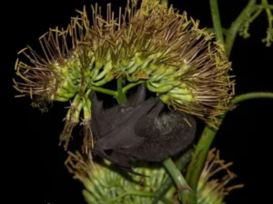 murcielagos-en-peligro-la-creciente-demanda-del-mezcal-devora-su-habitat-natural-en-mexico-1750103006255_1024