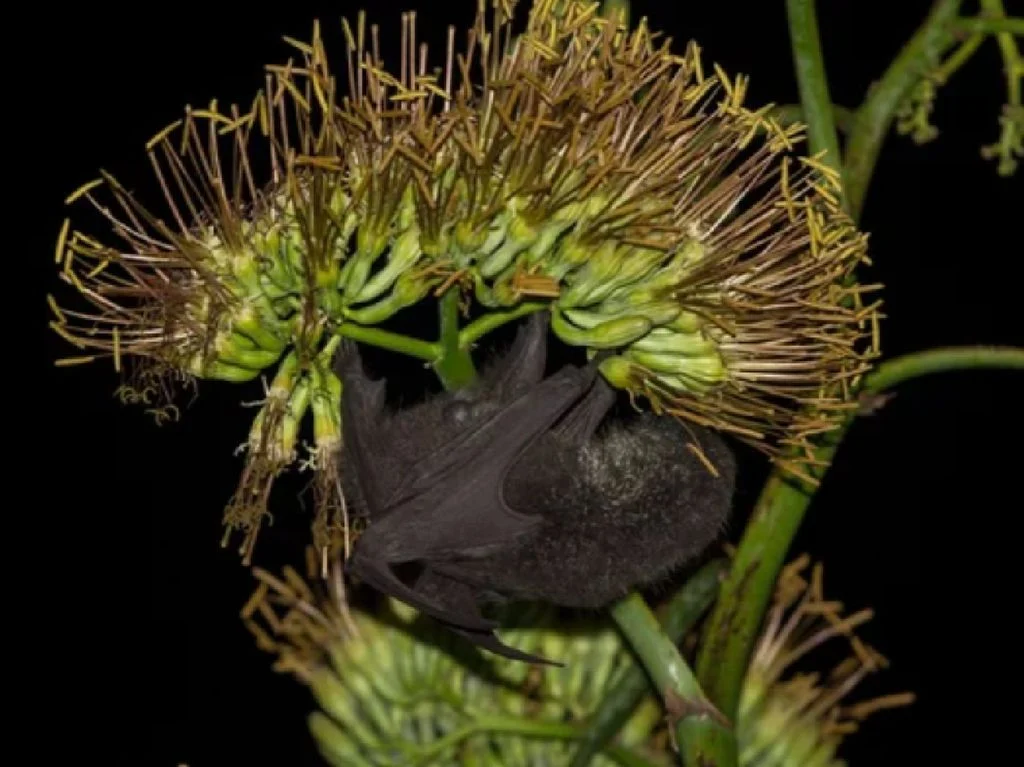 murcielagos-en-peligro-la-creciente-demanda-del-mezcal-devora-su-habitat-natural-en-mexico-1750103006255_1024