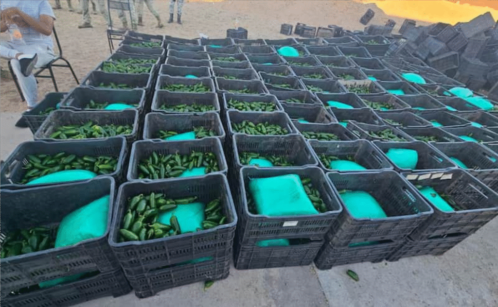 Aseguran media tonelada de droga oculta entre cajas de chile en Sonora