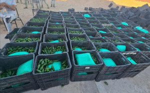 Aseguran media tonelada de droga oculta entre cajas de chile en Sonora