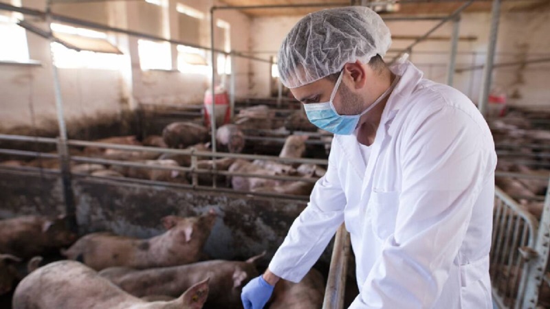 Mexico-suspende-importacion-de-carne-de-cerdo-desde-Espana-por-brote-de-peste-porcina-africana-1200x675