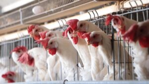 gripe-aviar-propagacion-virus