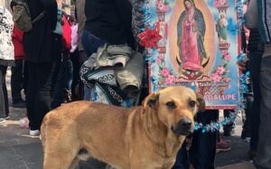 perros-abandonados-inmediaciones-basilica-guadalupe-1_0_321_650_405