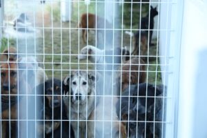 696039497cc2f707839965