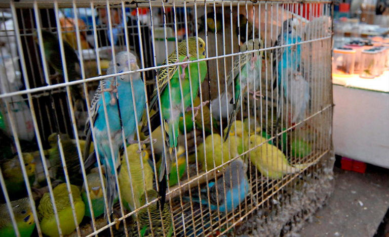 Mercado_Sonora_900x550-768x469