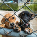 Entre resoluciones judiciales y denuncias por maltrato: el caso Cuajimalpa que presiona al Gobierno capitalino