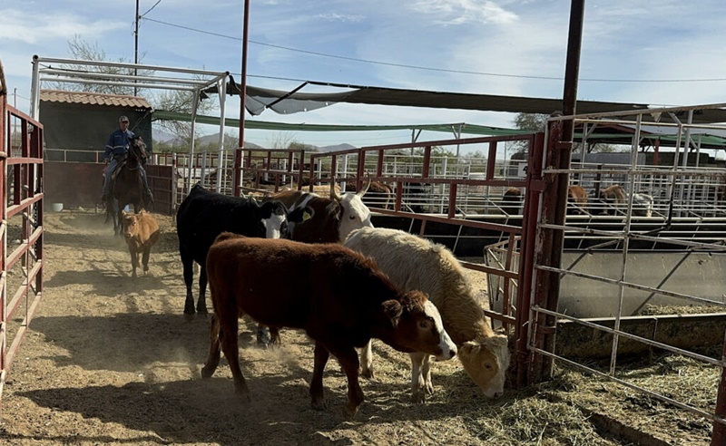 Productores mexicanos advierten alza en precio de carne hacia 2026 por brotes y aranceles