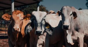 mimorelia_2026-01-17_vr6dts5j_mimorlei-vascas33