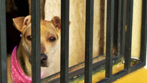 coloco-ano-carpetas-investigacion-abiertas