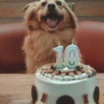 ¿Dónde comprar pasteles para perros y gatos en CDMX? Las opciones más ricas y seguras