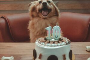 ¿Dónde comprar pasteles para perros y gatos en CDMX? Las opciones más ricas y seguras