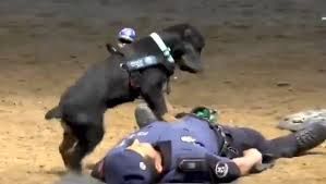 Paco, perro policía que realiza RCP, se vuelve viral