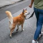 Proponen multas de hasta 3,500 pesos por pasear perros sin correa en CDMX