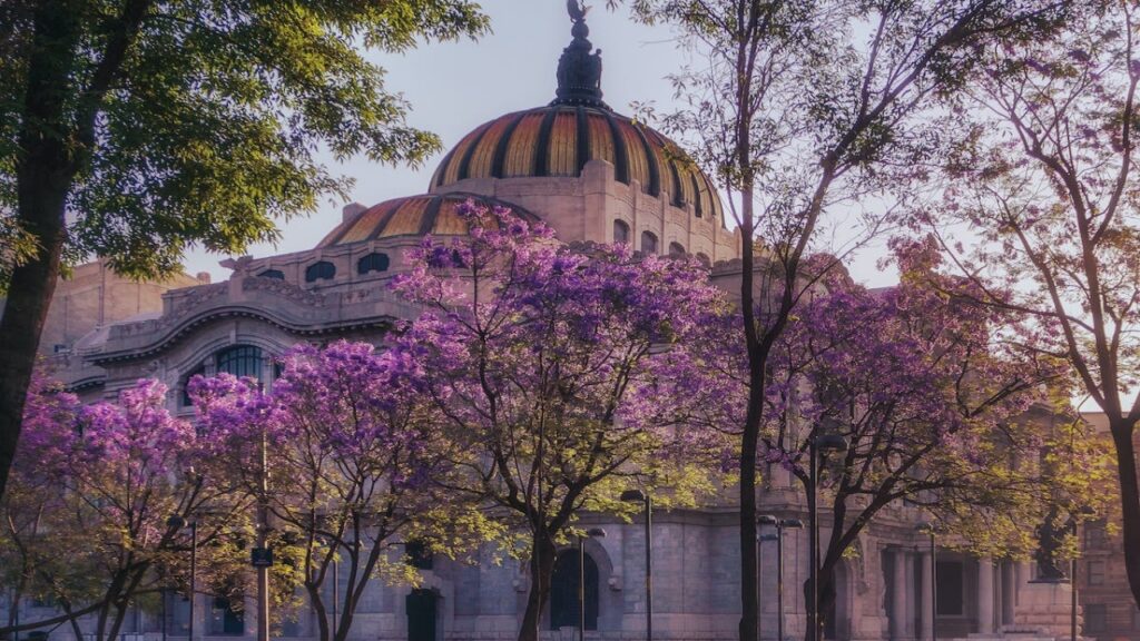 jacarandas-en-la-cdmx-por-que-podria-ser-una-senal-de-alerta