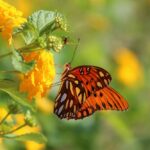 Lantana: la planta que transforma tu jardín en un paraíso de mariposas